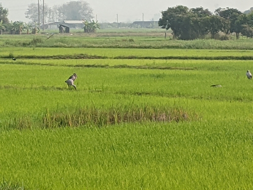 Asian Openbill