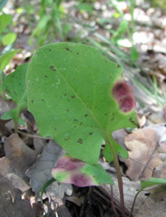 Puccinia willemetiae