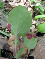 Puccinia willemetiae