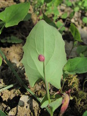 Puccinia willemetiae