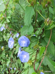 Jacquemontia pentanthos