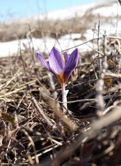Crocus tauricus