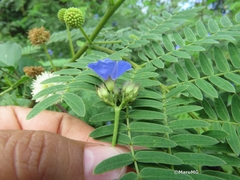 Jacquemontia pentanthos