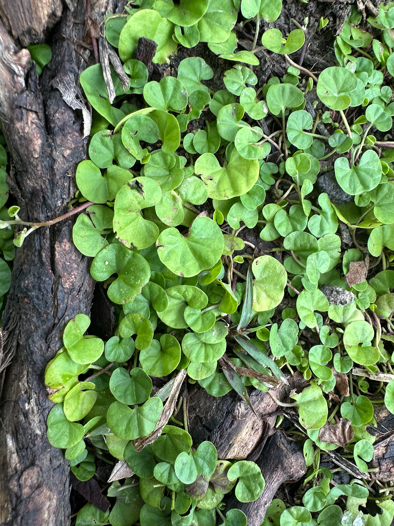 Asian Ponysfoot (Dichondra micrantha)