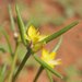 Portulaca filifolia - Photo (c) Mark Marathon, algunos derechos reservados (CC BY-SA)