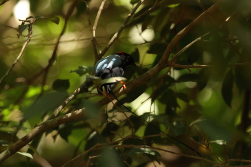 Long-tailed Manakin (Chiroxiphia linearis)