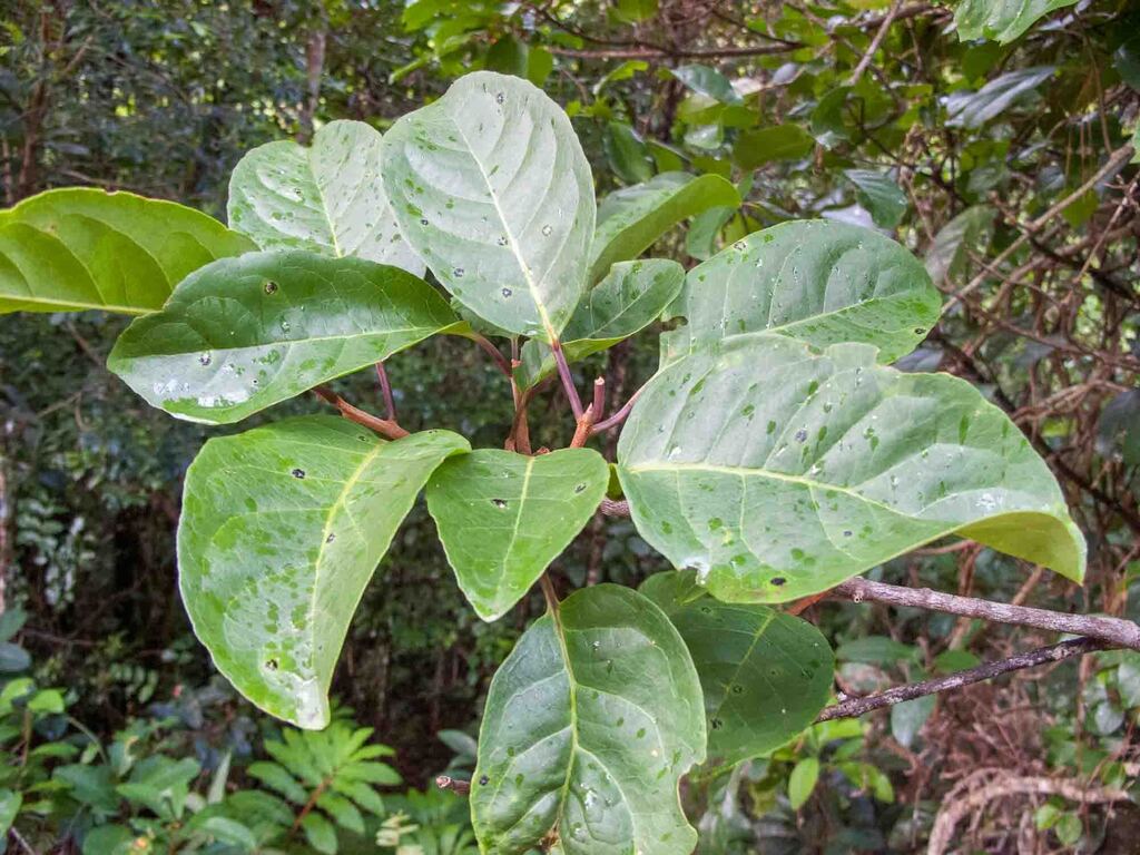 Symplocos arborea