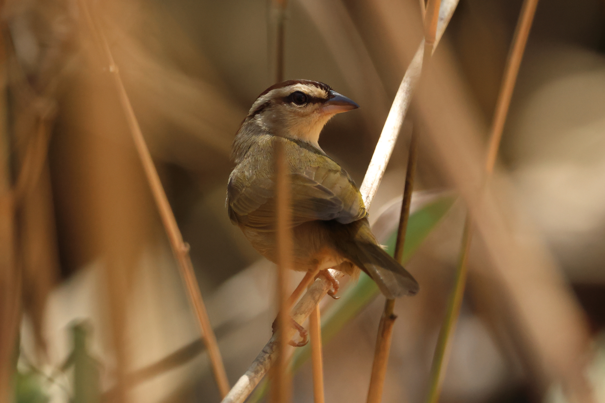 Olive Sparrow (Arremonops rufivirgatus), photo 7