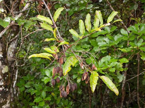Agatea rufotomentosa observed 2012-04-20
