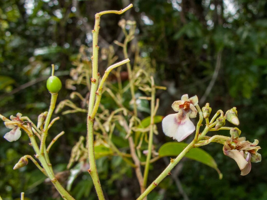 Agatea rufotomentosa