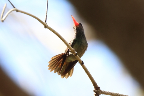 Blue-throated Sapphire (Chlorestes eliciae), photo 8