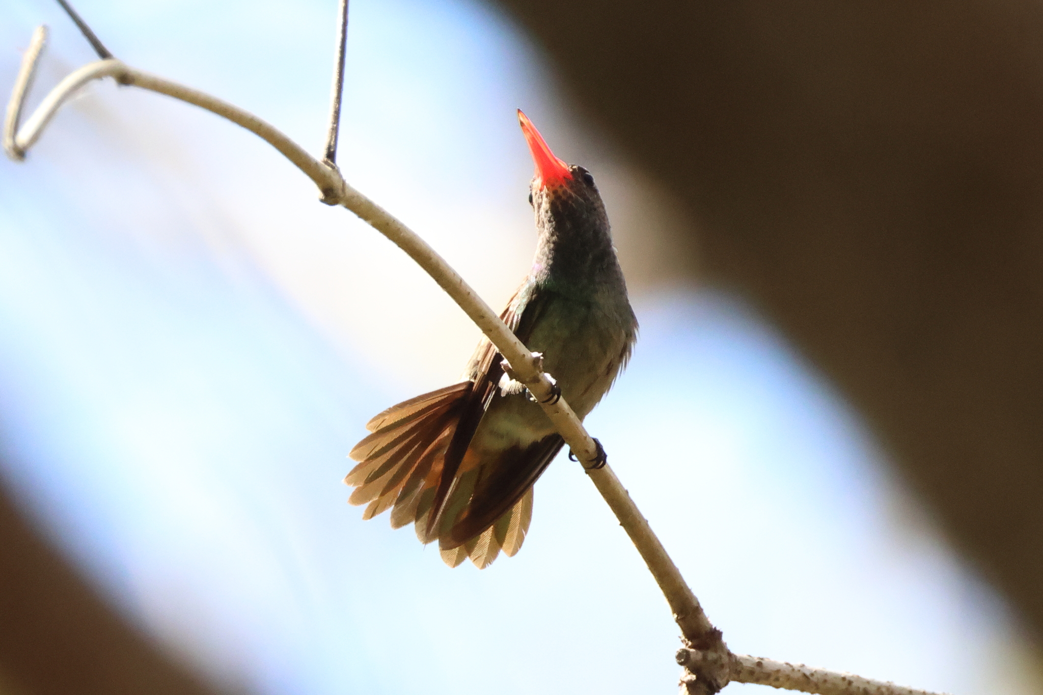 Blue-throated Sapphire (Chlorestes eliciae), photo 10