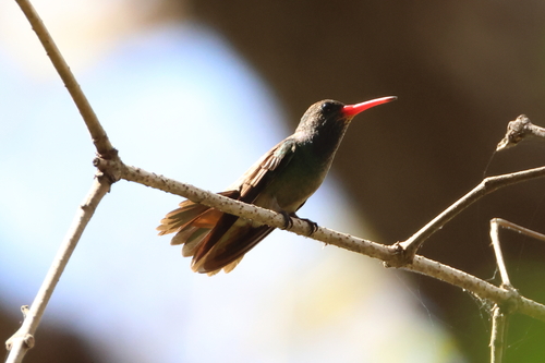 Blue-throated Sapphire (Chlorestes eliciae), photo 9