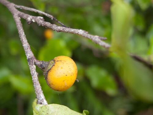 Diospyros flavocarpa observed 2012-04-20