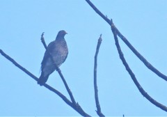 Patagioenas speciosa