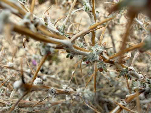 Nuttall's horsebrush (Tetradymia nuttallii)