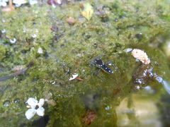 Velia rivulorum
