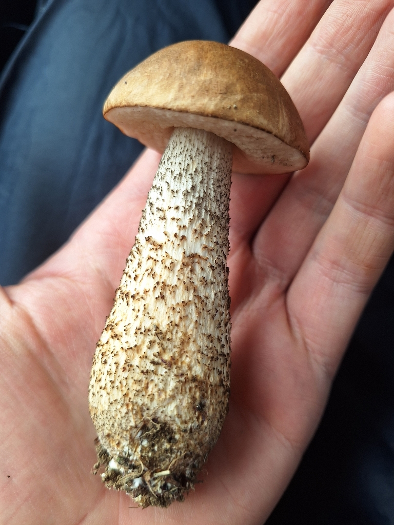 Leccinum scabrum · March 2026 · photo: © joedillon (iNaturalist, cc-by)