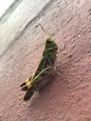 Rhammatocerus pictus