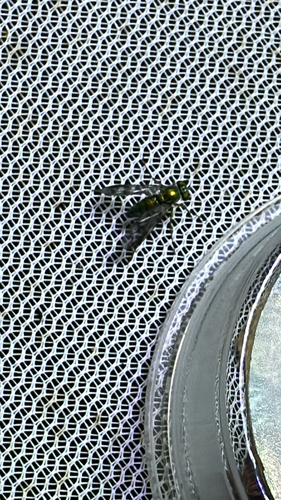 Unknown species found near Zoey Dr, Vernon Rockville, CT, US