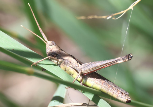 Slender Range Grasshopper