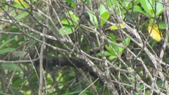 Catamenia
