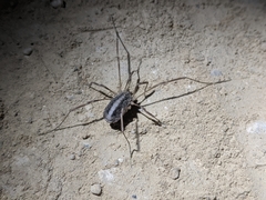 Odiellus troguloides