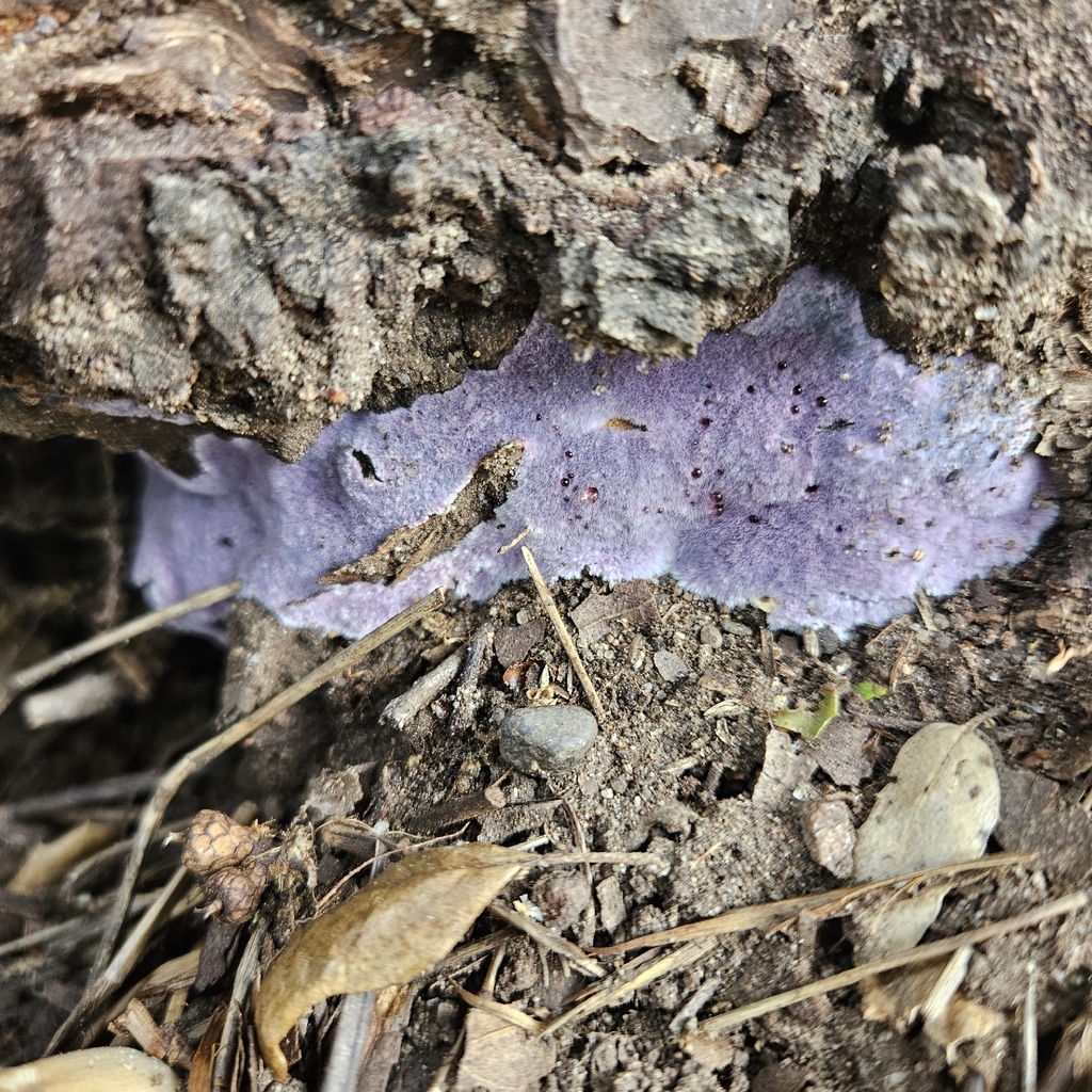 Punctularia atropurpurascens · March 2026 · photo: © bennett_grappone (iNaturalist, cc-by)