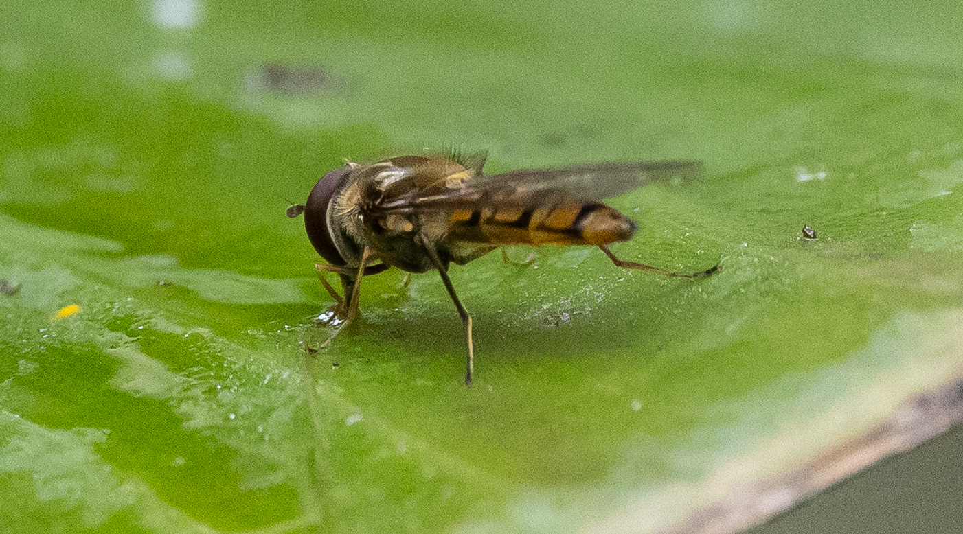 Mosca cernidora