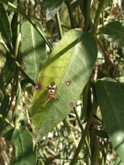Oncopeltus unifasciatellus