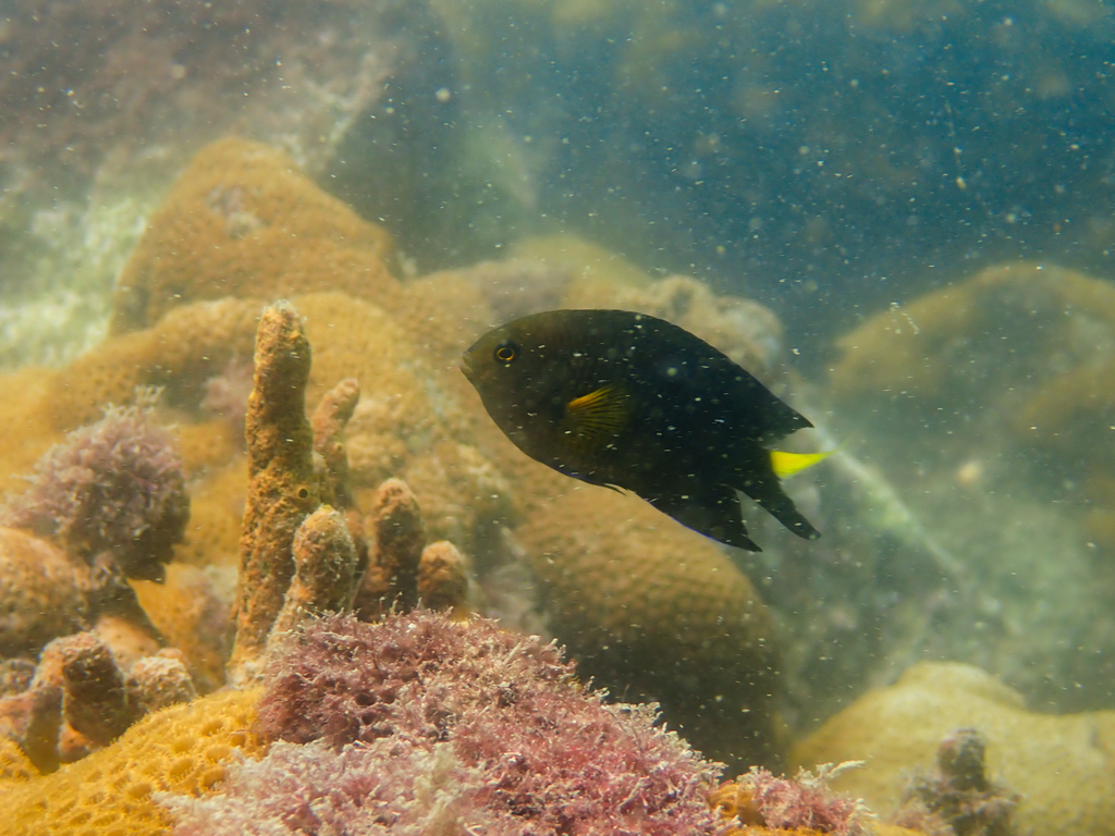 Yellowtip damselfish (Stegastes pictus) — Pomacentridae