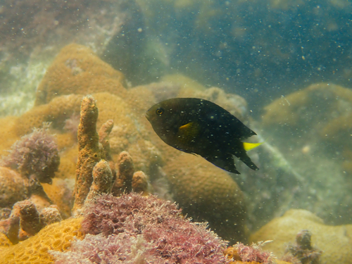 Yellowtip damselfish (Stegastes pictus) — Pomacentridae
