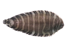 Zebra Sole photo 1