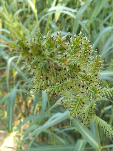 Image of Echinochloa polystachya by (c) Leonel Roget, some rights reserved (CC BY)