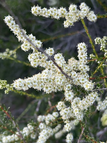 Adenostoma fasciculatum