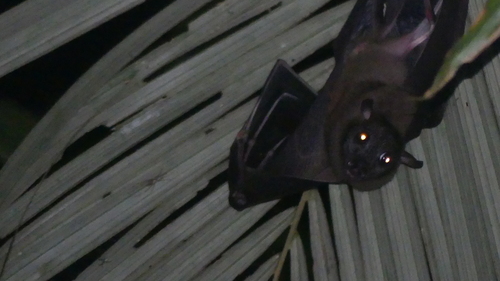 Dobsonia beauforti