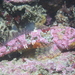 Coralline Sculpin - Photo (c) stevelonhart, some rights reserved (CC BY-NC), uploaded by stevelonhart