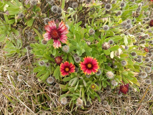 Gaillardia pulchella image