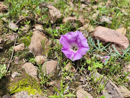 Huachuca Mountain morning glory (Ipomoea plummerae)