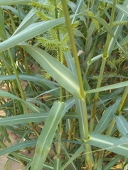 Aleman grass