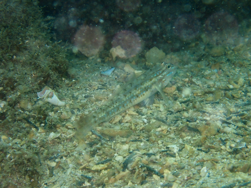 Photo of Bridled goby (Coryphopterus glaucofraenum)