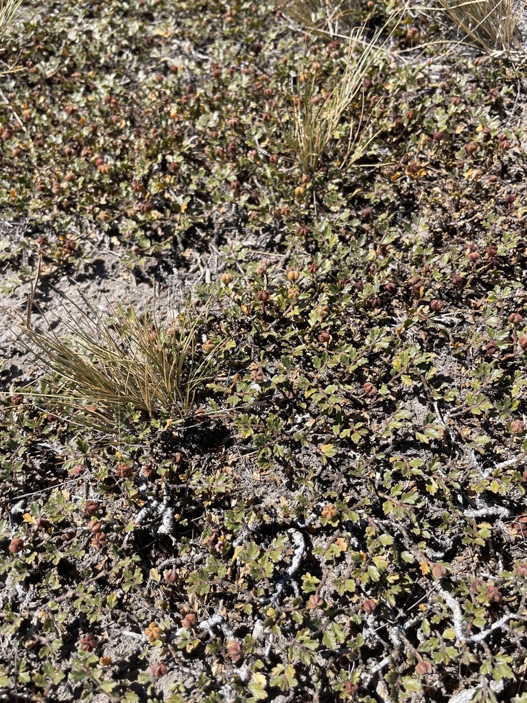 Larrea ameghinoi Speg. 4