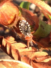 Cosmoclopius poecilus