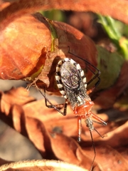 Cosmoclopius poecilus