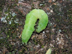 Ctenoplusia furcifera