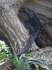 Ctenosaura acanthura