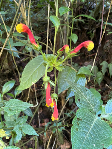 Centropogon granulosus, photograph 2