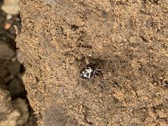 Steatoda ancorata