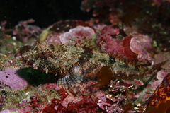 Artedius corallinus