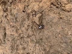 Steatoda ancorata